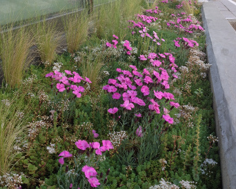 Jardinerie Versailles (78) - pepiniere de vegetalisation